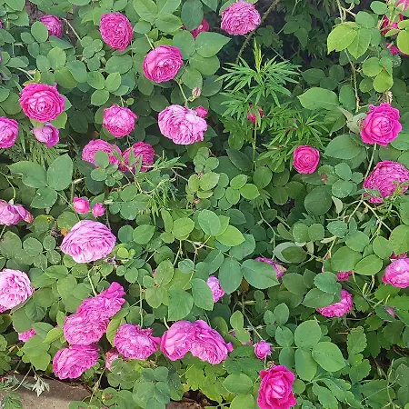 Casa Vacanze Stella Вербания