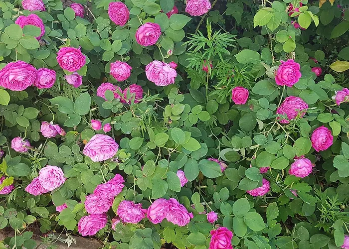 Stella 韦尔巴尼亚